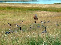 Yellowstone (53).JPG